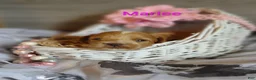Shihpoo dogs for sale: Shihpoo Puppy 7 Marlee - Ad 9