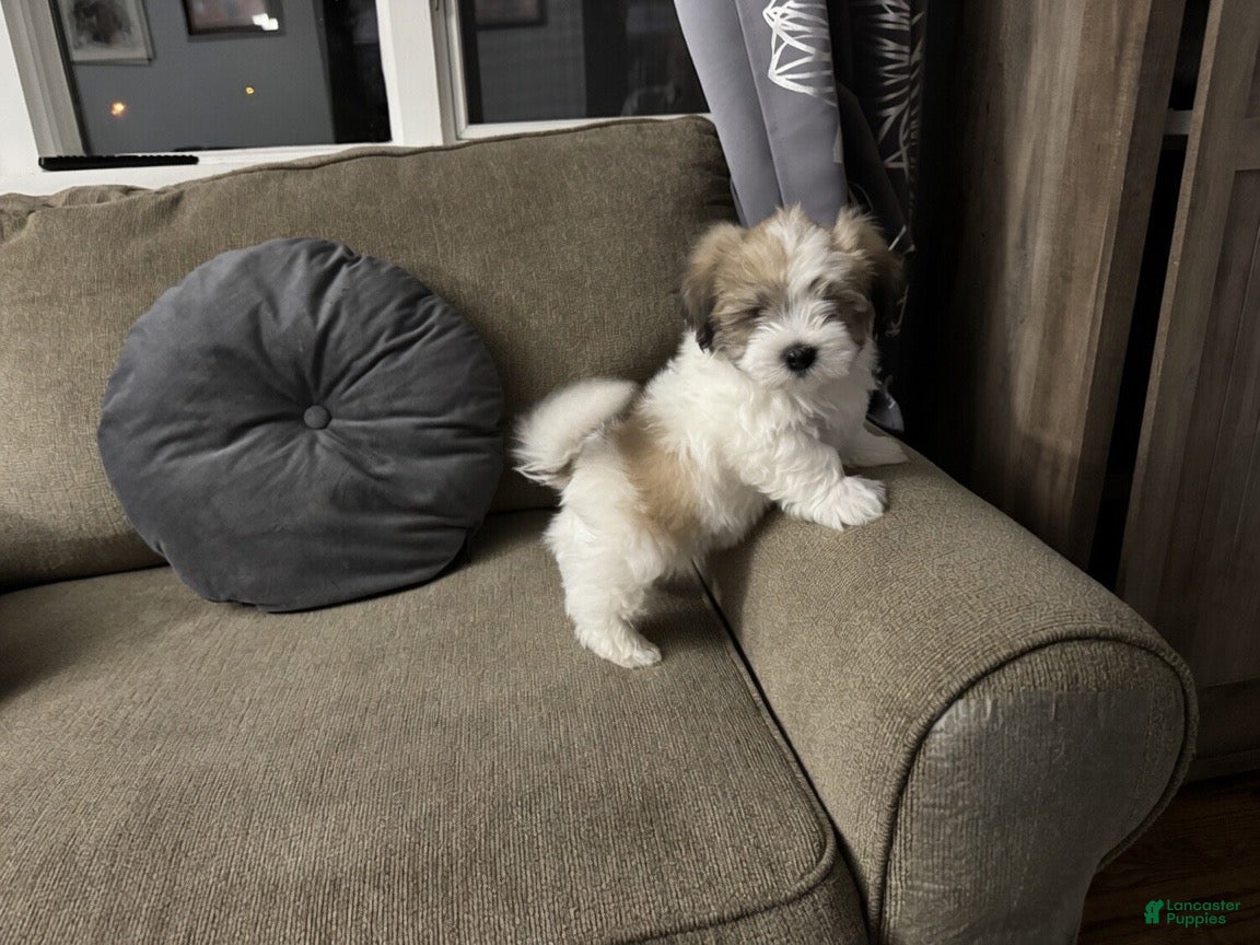 Malshi dogs  Brian - Fluffy Teddy Bear Malshi Puppy - Ad 2