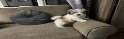 Malshi dogs for sale:  Brian - Fluffy Teddy Bear Malshi Puppy - Ad 2