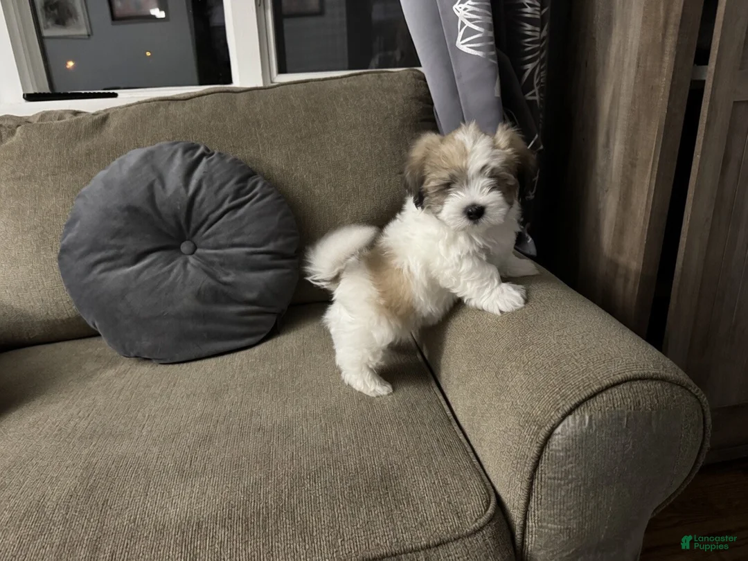 Malshi dogs for sale:  Brian - Fluffy Teddy Bear Malshi Puppy - Ad 2