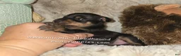Miniature Pinscher dogs for sale: Crissy black tan - Ad 7