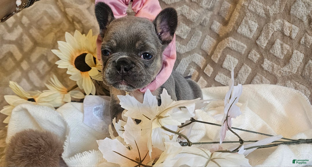 French Bulldog dogs for sale: Velour AKC Fluffy Carrier  - Ad 1