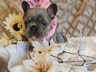 French Bulldog dogs Velour AKC Fluffy Carrier - Ad 33