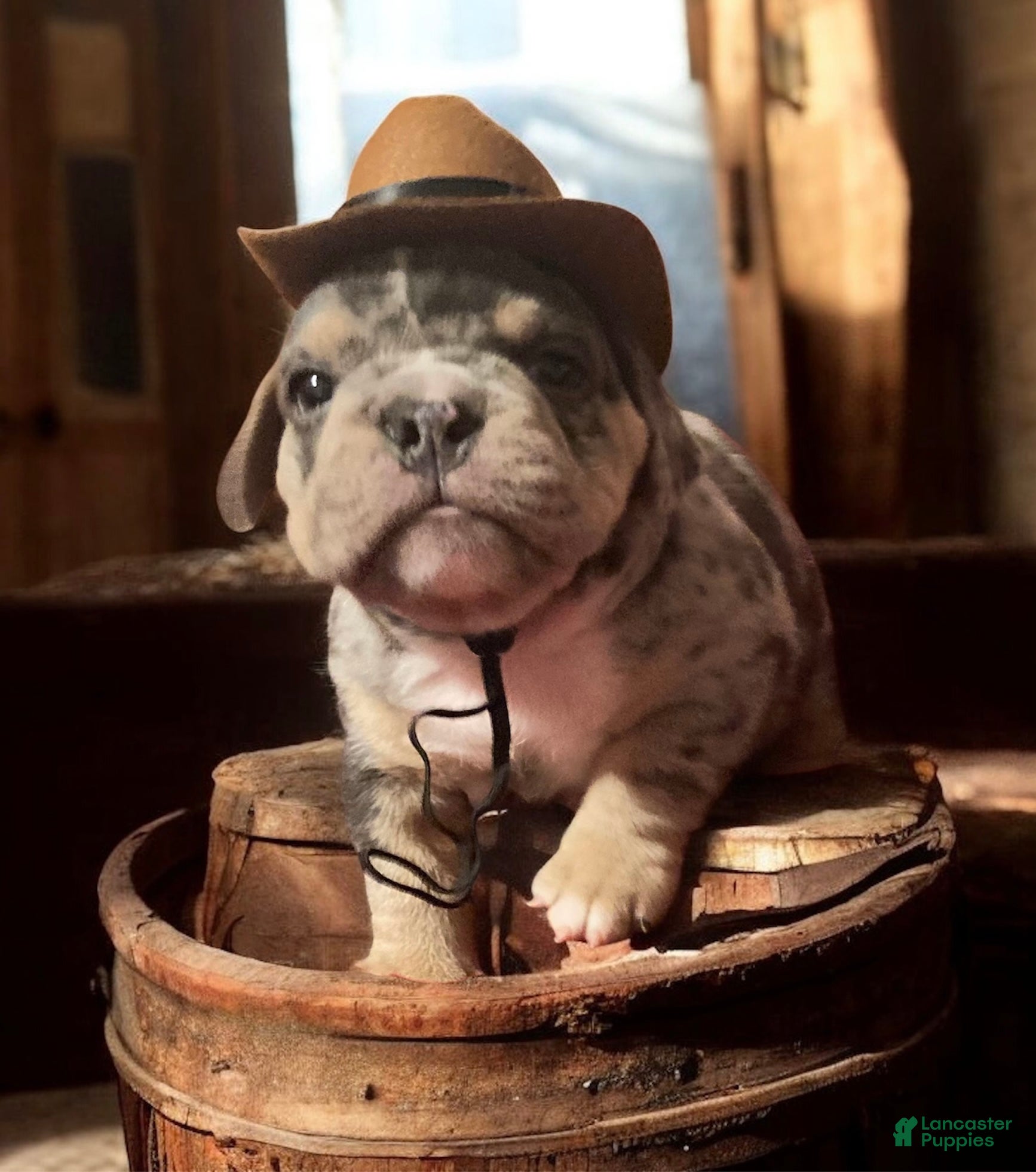 English Bulldog dogs Manly - Ad 8