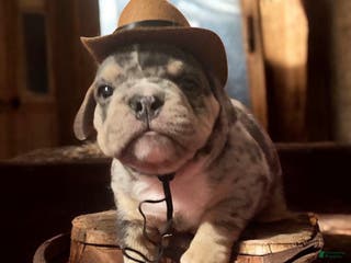 English Bulldog dogs Manly - Ad 4
