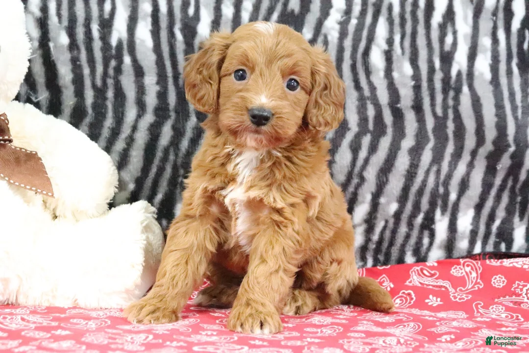 Mini Goldendoodle dogs for sale: Baily - Ad 2