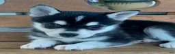 Alaskan Klee Kai dogs for sale: Slate - Toy Size Mini Husky Boy - Ad 3