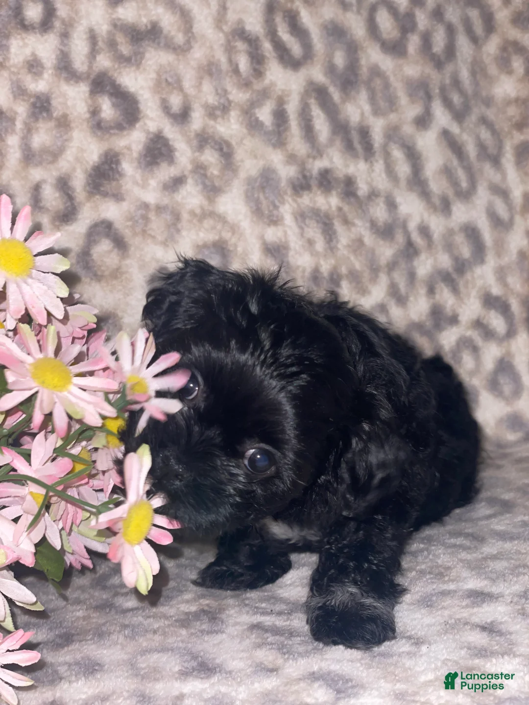 Teddy Bear dogs for sale: Teddy Bear Mindy - Ad 4