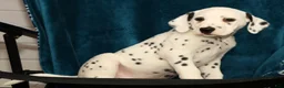 Dalmatian dogs for sale: Jemima - Ad 6
