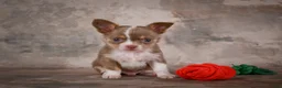 Chihuahua dogs for sale: Eli - Ad 8