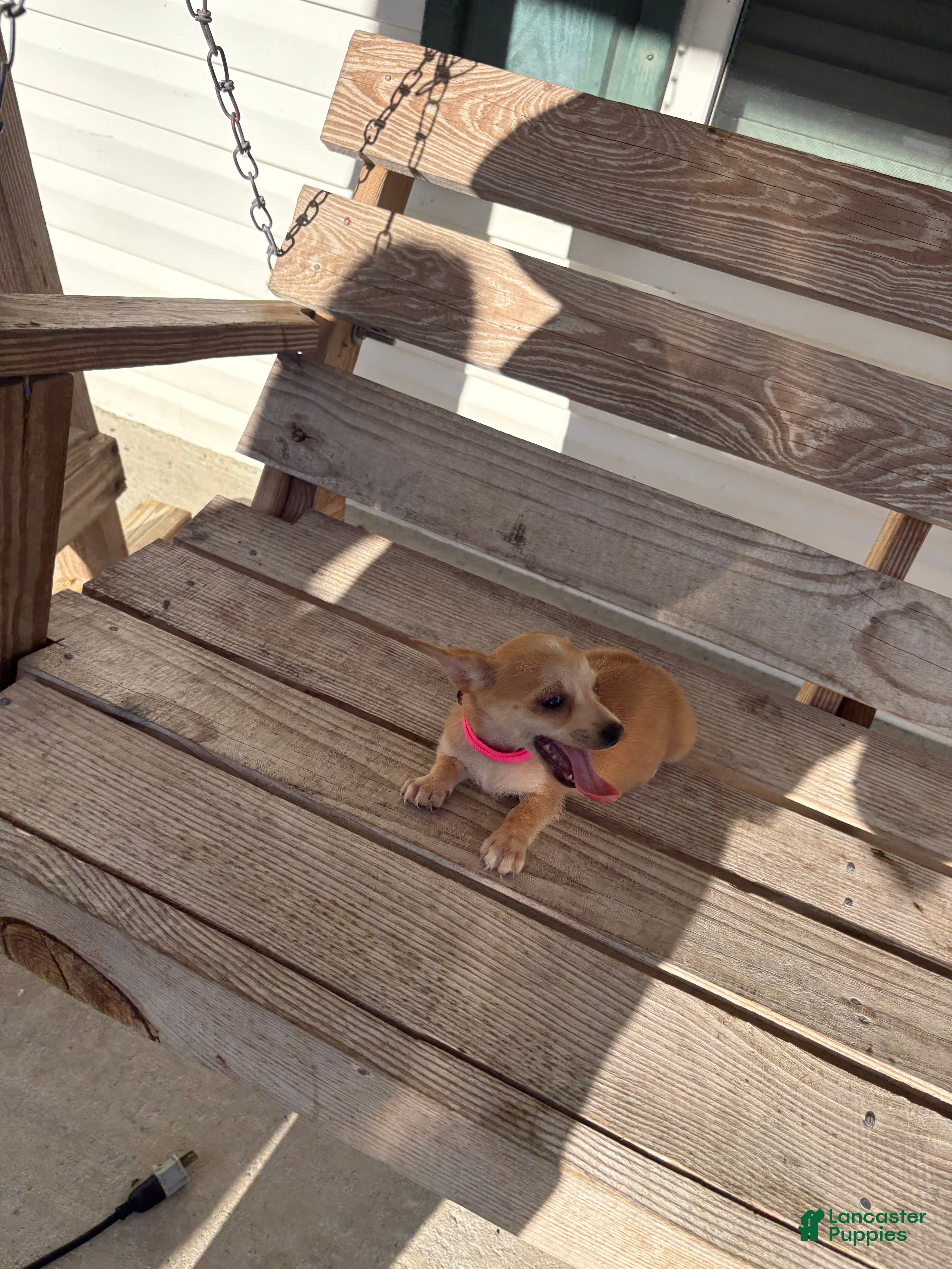 Chihuahua dogs Daisy  - Ad 1