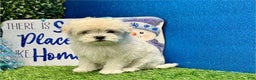 Maltese dogs for sale: Maltese Puppy 1 - Ad 1
