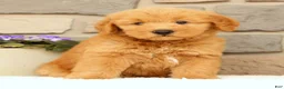 Mini Goldendoodle dogs for sale: Cash - Ad 3