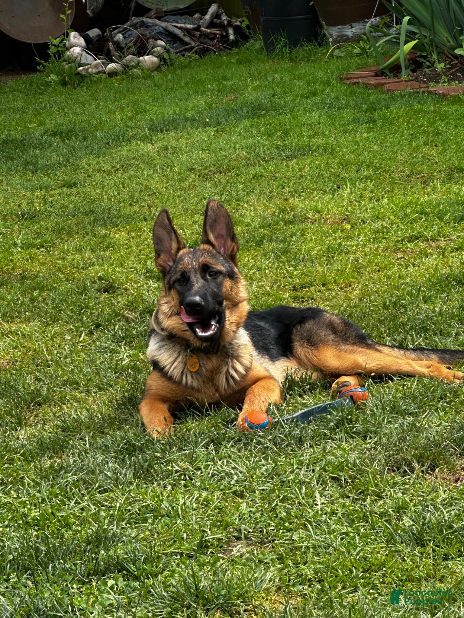 German Shepherd dogs German Shepherd 1 - Ad 1