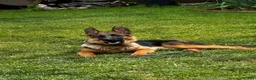 German Shepherd dogs for sale: German Shepherd 1 - Ad 1