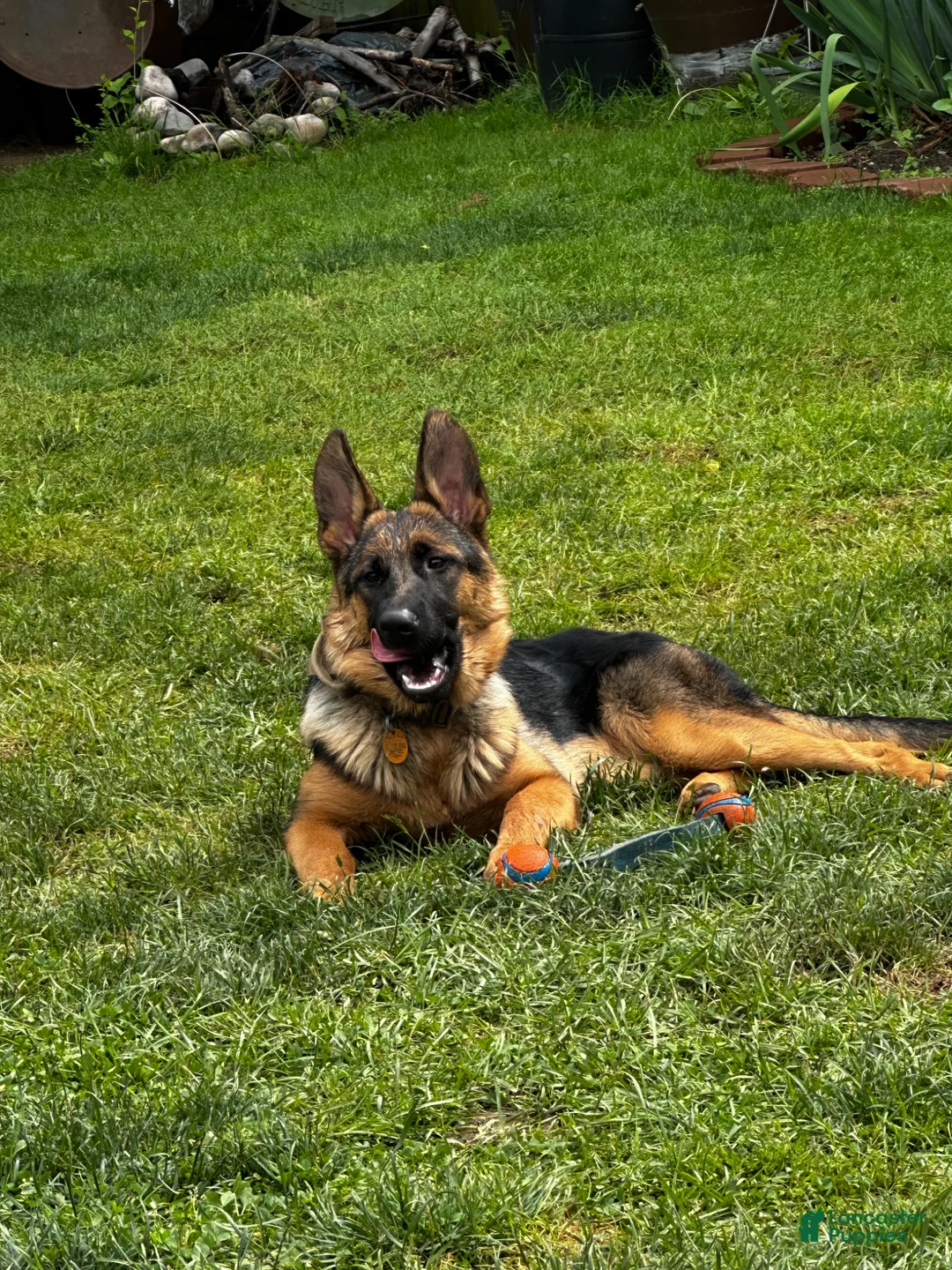 German Shepherd dogs for sale: German Shepherd 1 - Ad 1