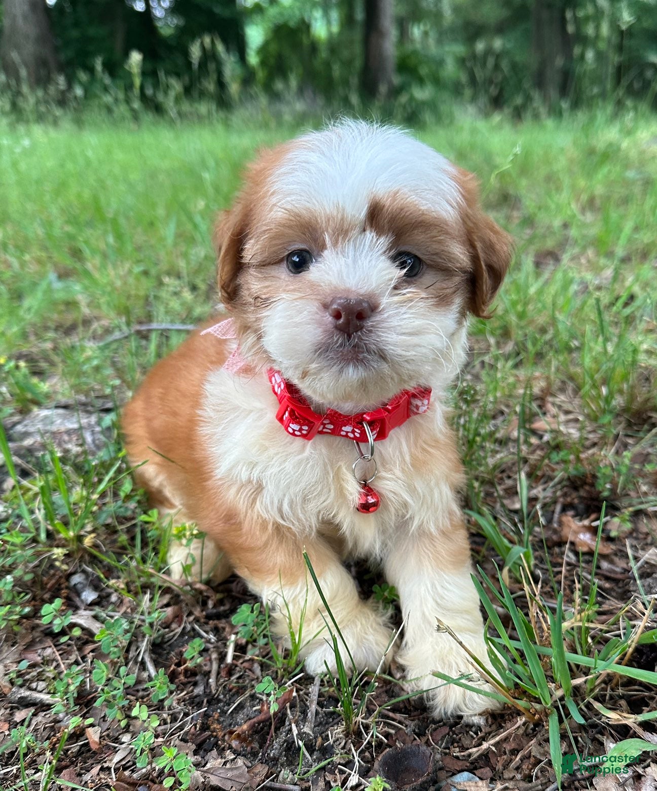 Shihpoo dogs Jax - Ad 2