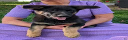 German Shepherd dogs for sale: Mati - Ad 16