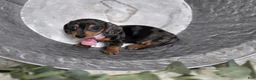 Miniature Dachshund dogs for sale: Alice - Ad 3