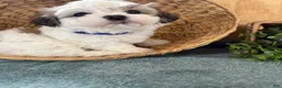 Teddy Bear dogs for sale: Fluffie - Ad 10