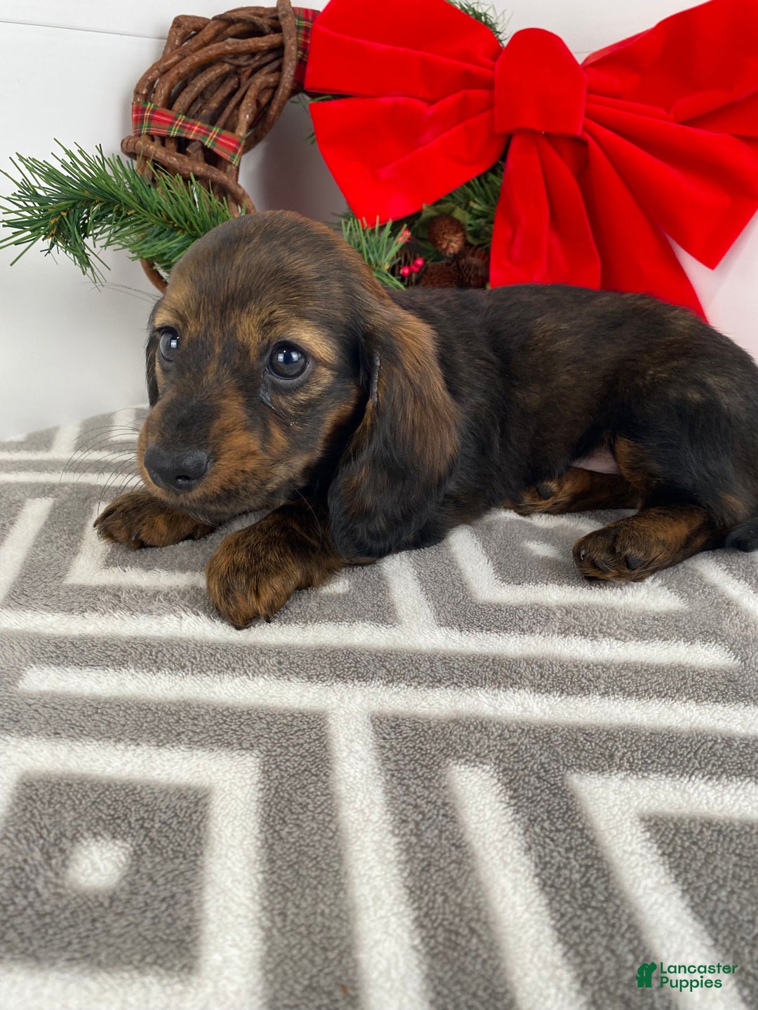 Miniature Dachshund dogs for sale: Bella - Ad 10