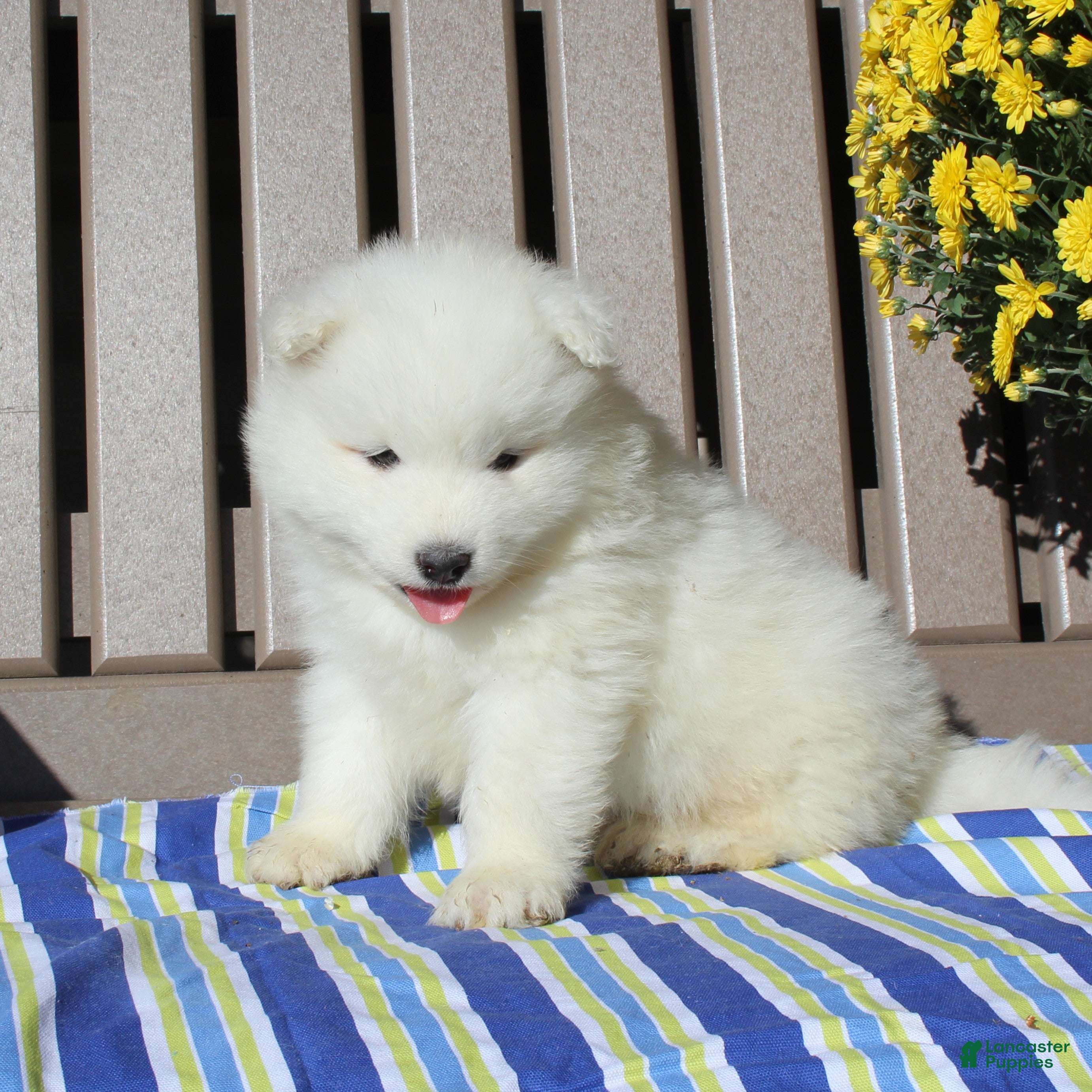 Samoyed dogs Bear  - Ad 1