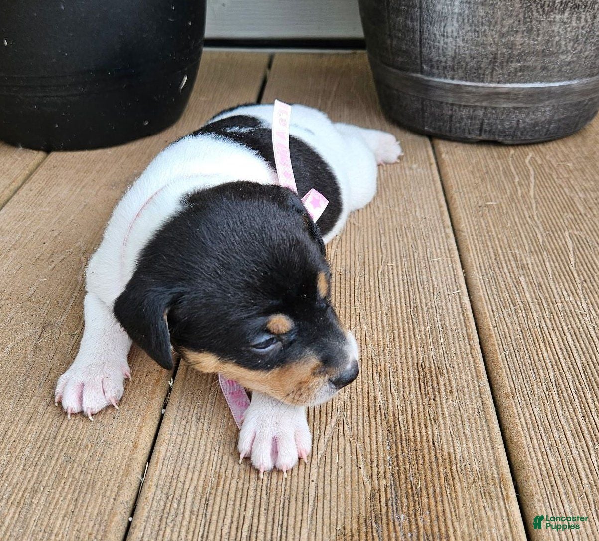 Rat Terrier dogs Lucy - Ad 1