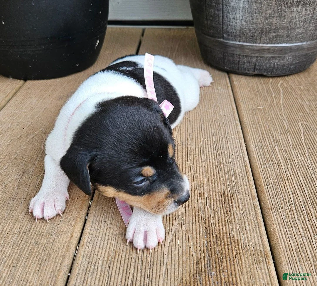 Rat Terrier dogs for sale: Lucy - Ad 1