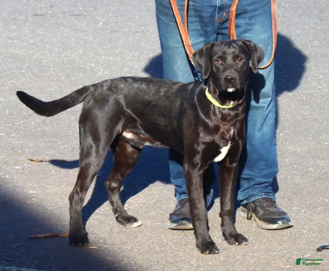 Mixed Breed dogs for sale: Cuervo - Ad 1
