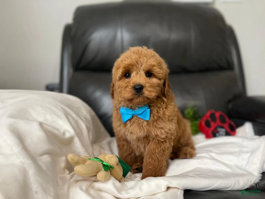 Mini Goldendoodle dogs for sale: Louis - Ad 1