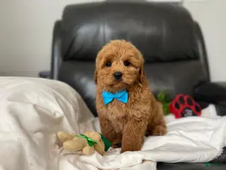 Mini Goldendoodle dogs Louis - Ad 20