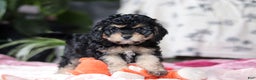 Cavapoo dogs for sale: Blaire - Ad 9