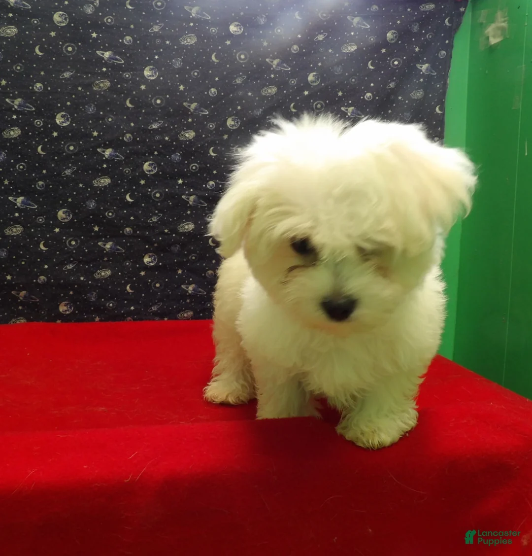 Maltese dogs for sale: Missy - Ad 2