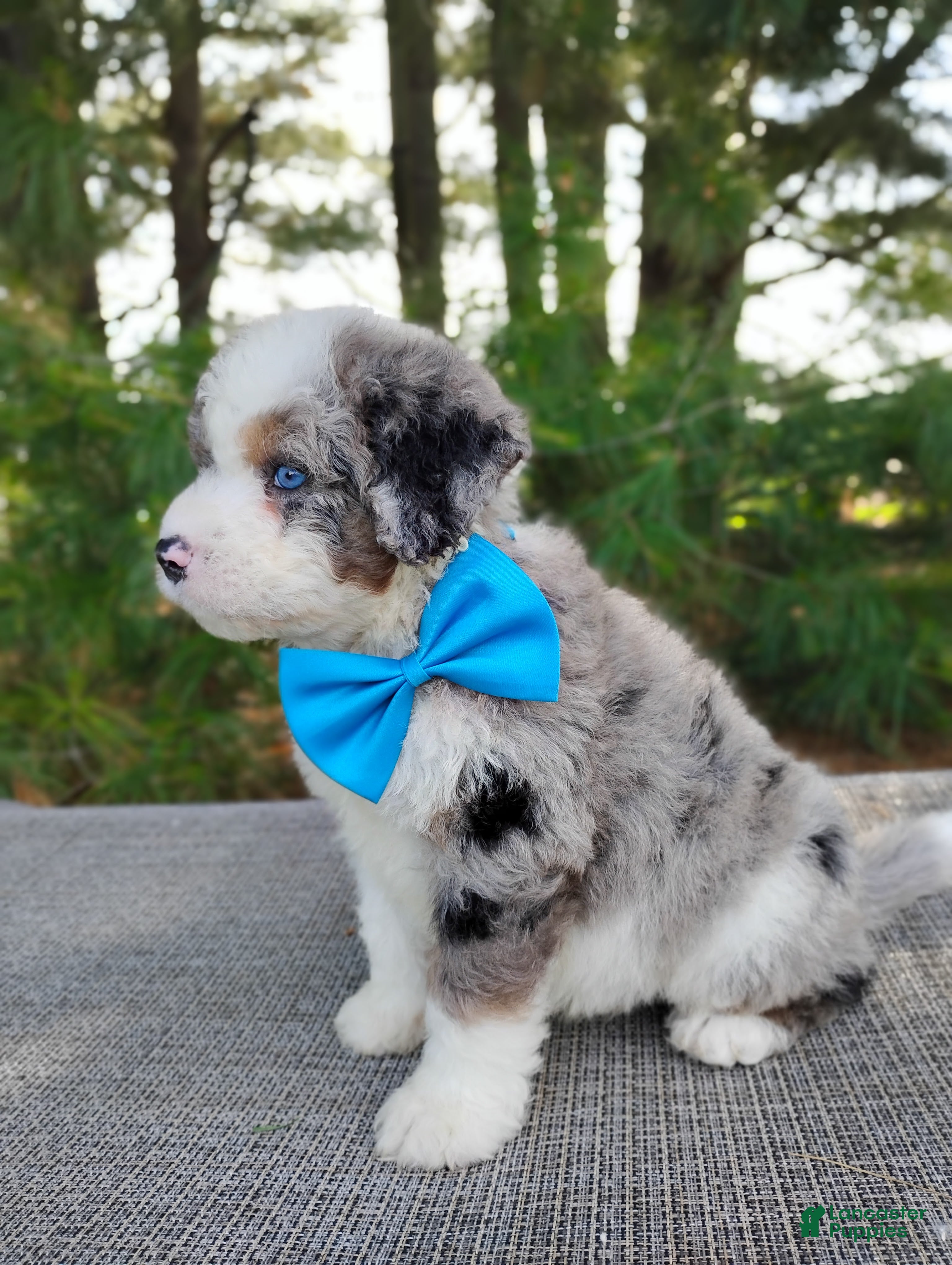 Bernedoodle dogs Damian - Ad 2