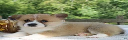 Welsh Corgi Pembroke dogs for sale: Sienna - Ad 3