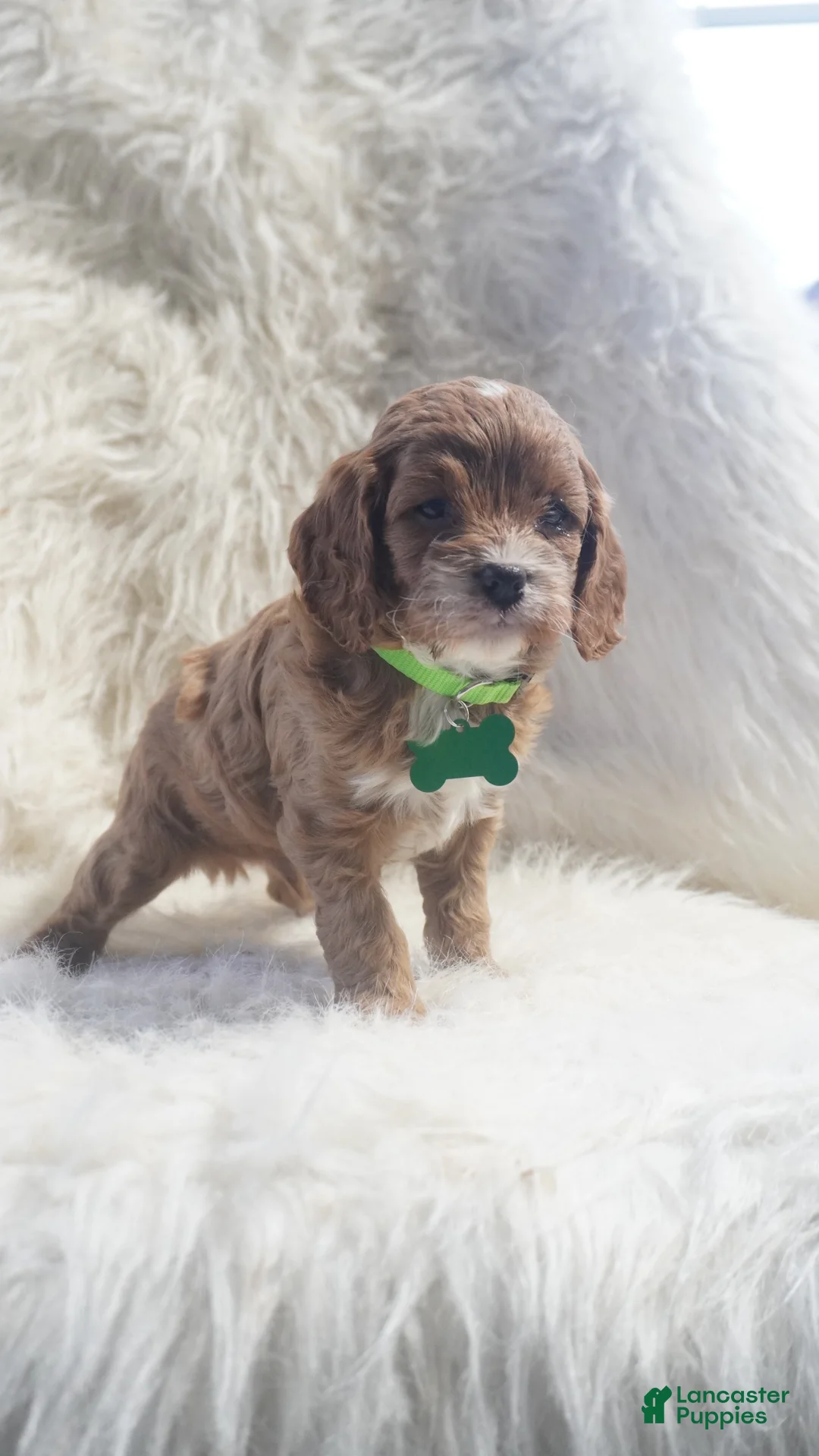 Cavapoo dogs for sale: Snoopy  - Ad 6