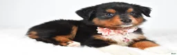 Miniature Australian Shepherd dogs for sale: Amber - Ad 3