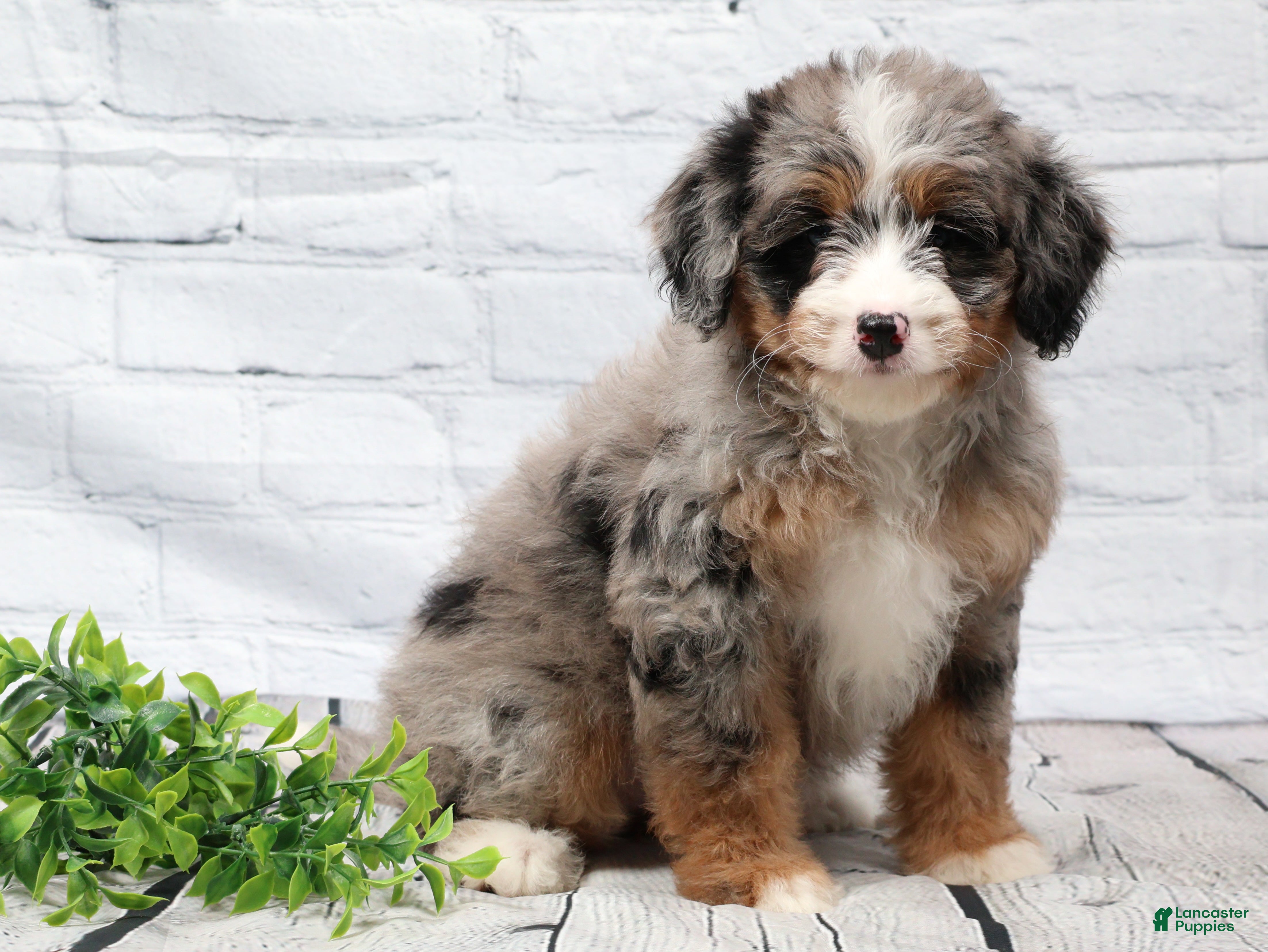 Mini Bernedoodle dogs Fern  - Ad 2