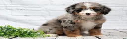 Mini Bernedoodle dogs for sale: Fern  - Ad 5