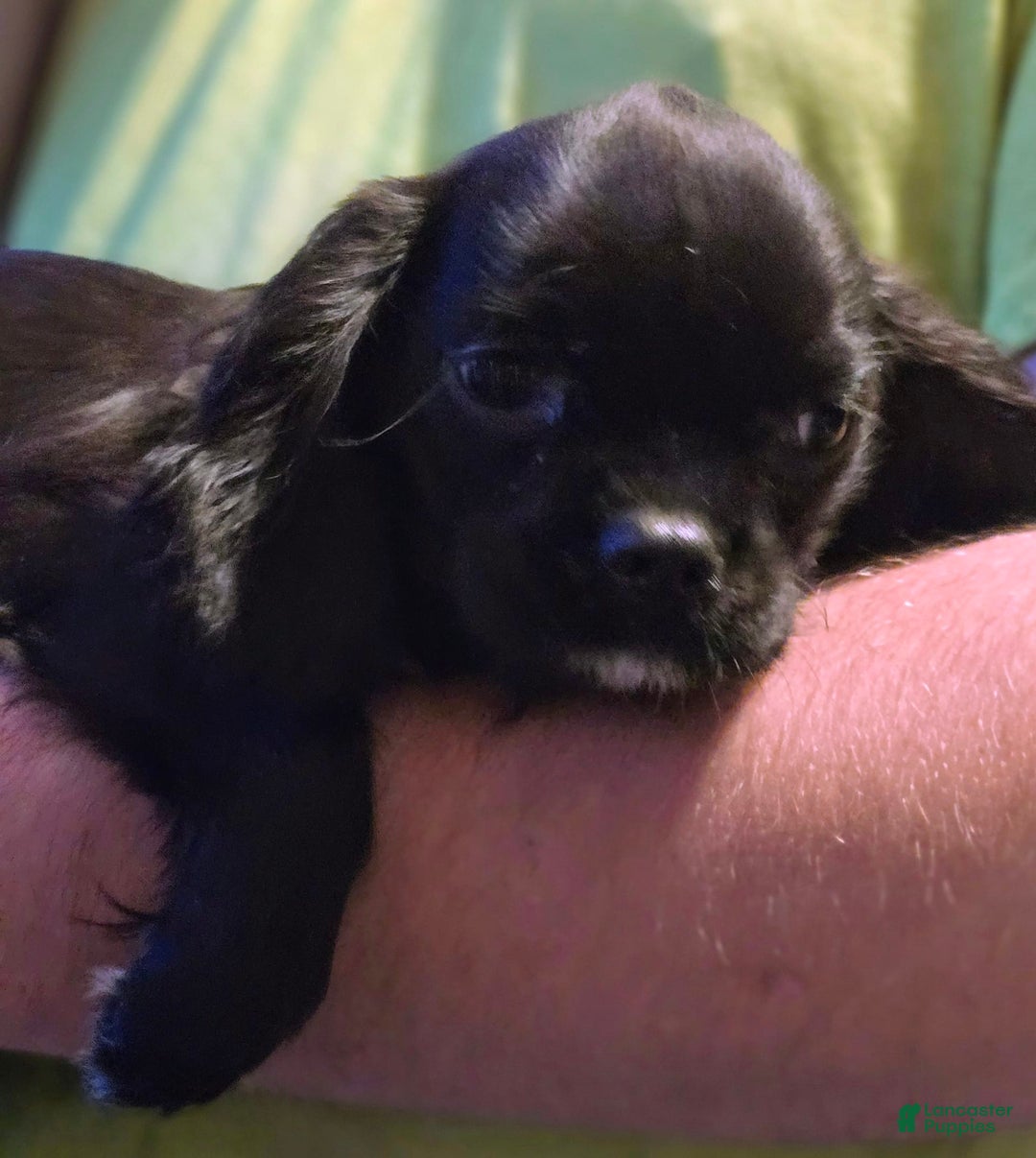 Cavalier King Charles Spaniel dogs for sale: Bear - Ad 1