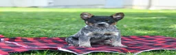 Australian Cattle Dog dogs for sale: Ruffles - Ad 2