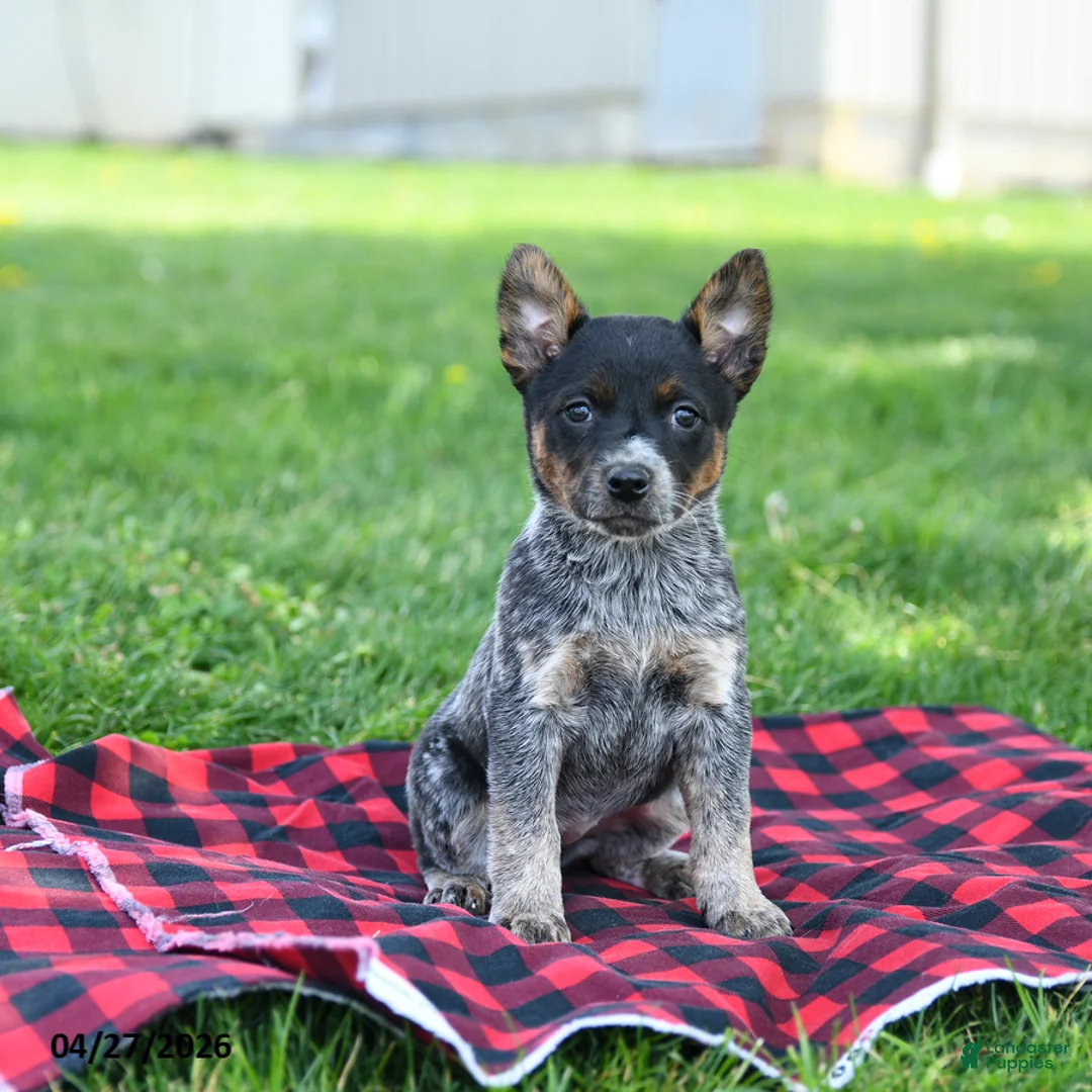 Australian Cattle Dog dogs for sale: Ruffles - Ad 2