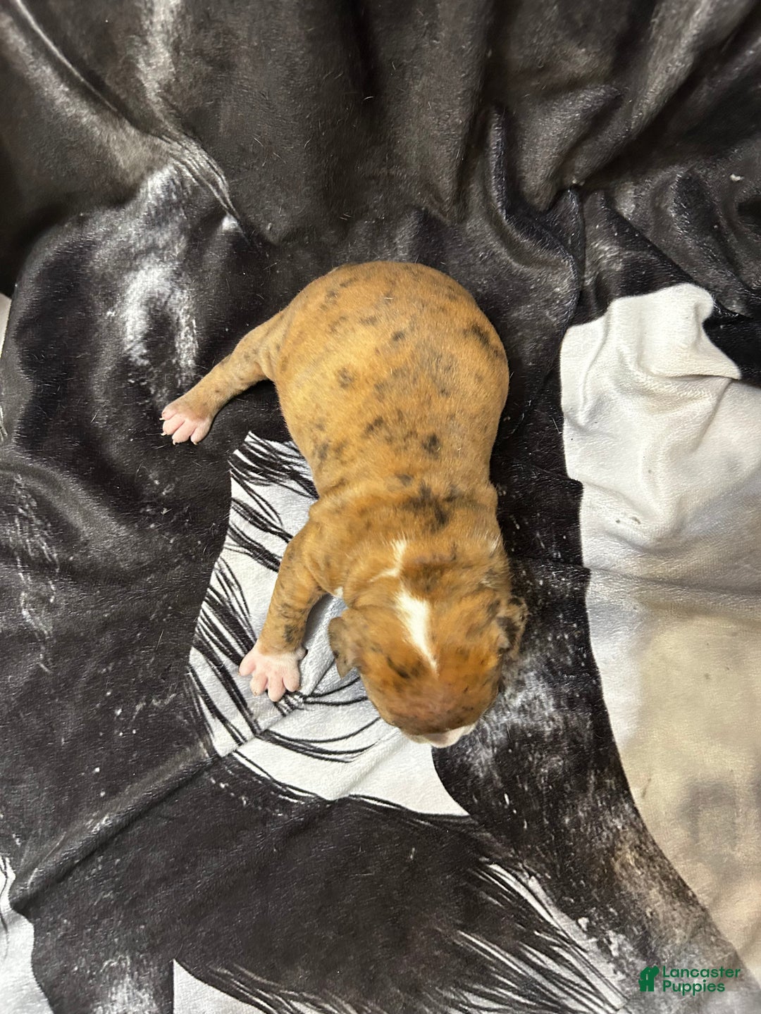 American Bully dogs for sale: American Bully Puppy 4 - Ad 8