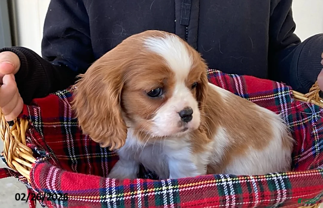 Cavalier King Charles Spaniel dogs for sale: Tulip - Ad 4