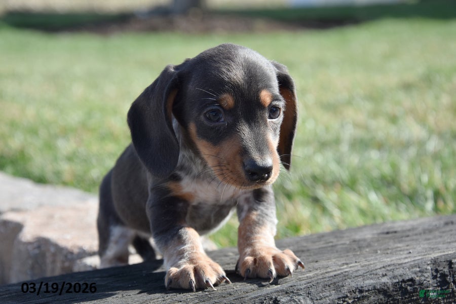 Miniature Dachshund dogs Hiccup - Ad 2