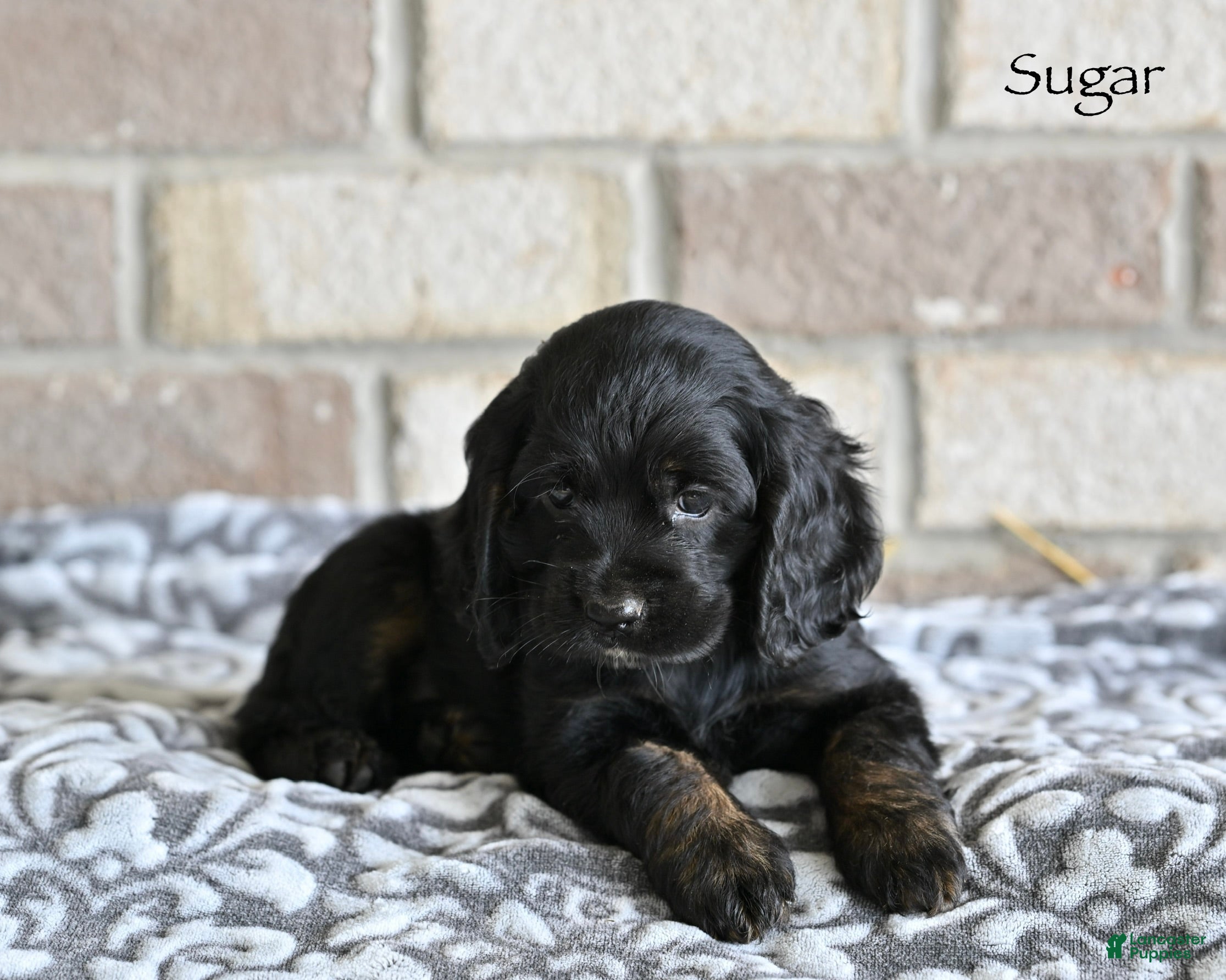 Cocker Spaniel dogs for sale: Sugar - Ad 2
