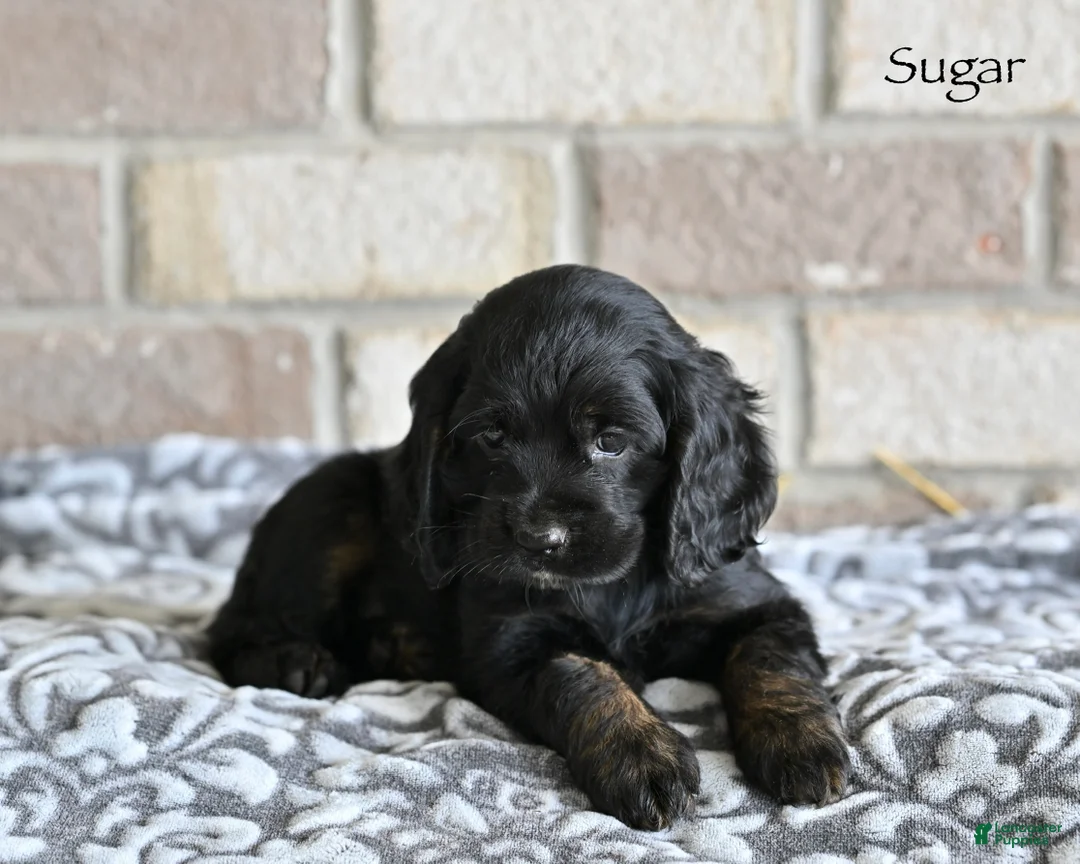 Cocker Spaniel dogs for sale: Sugar - Ad 1