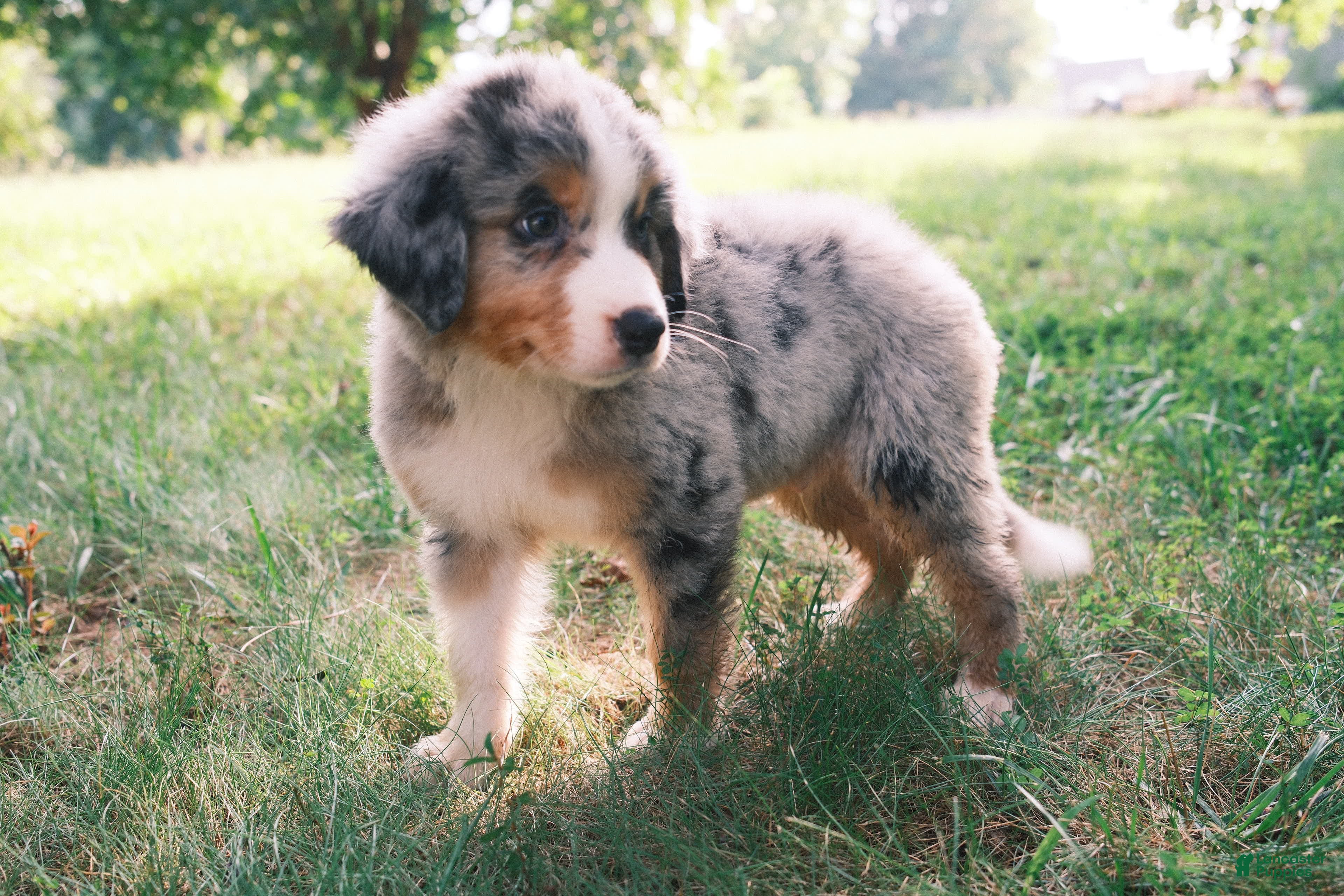 Mixed Breed dogs Blue eye boy - Ad 2
