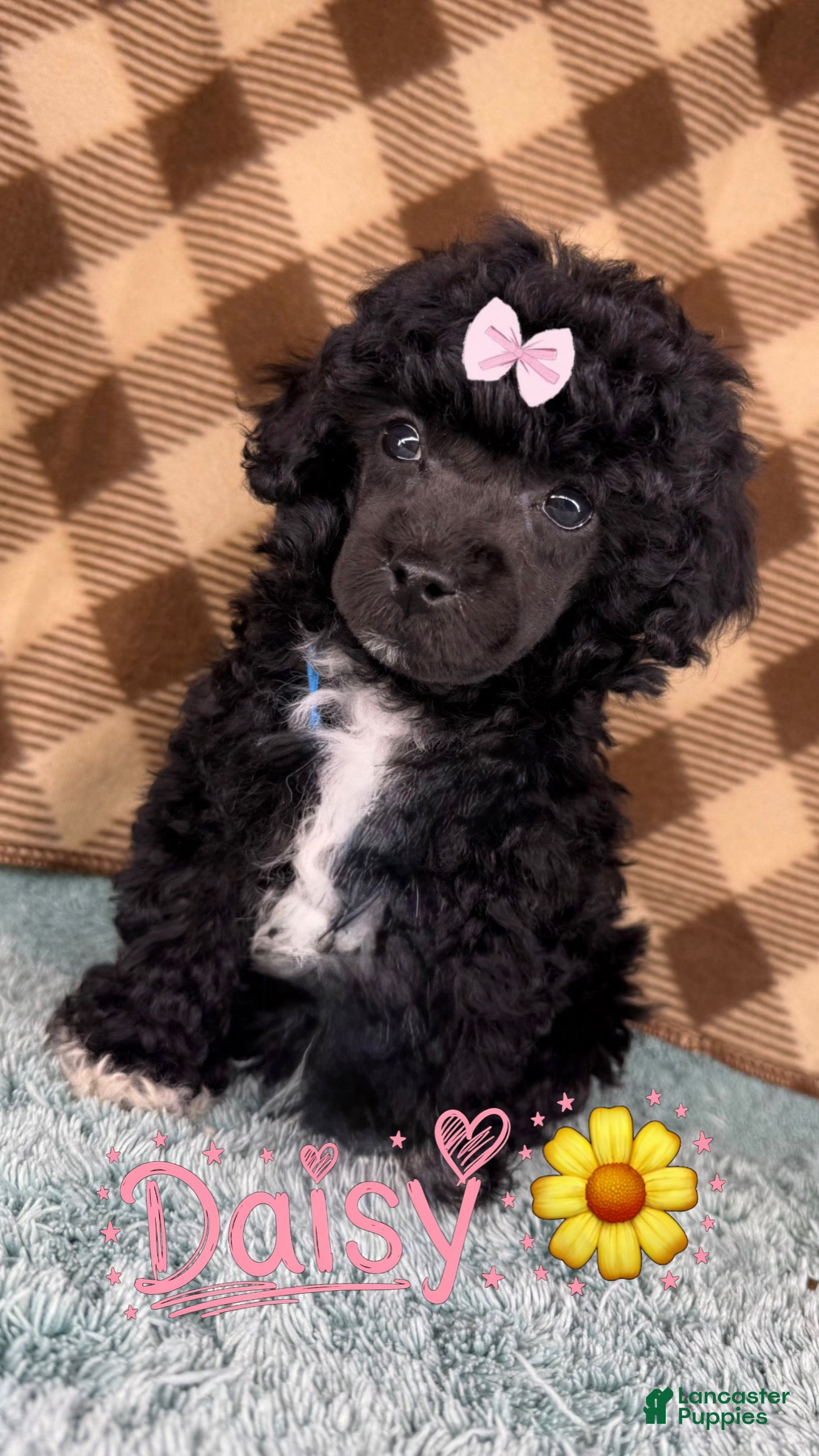 Toy Poodle dogs Daisy (teacup) - Ad 24