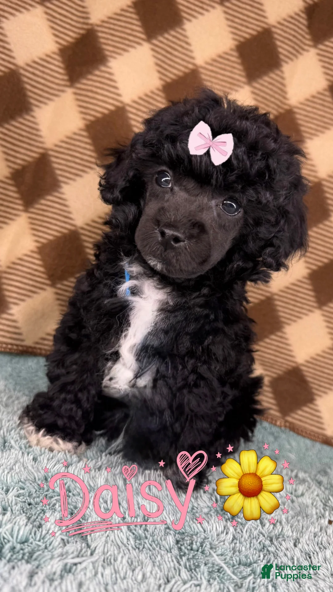 Toy Poodle dogs for sale: Daisy (teacup) - Ad 1